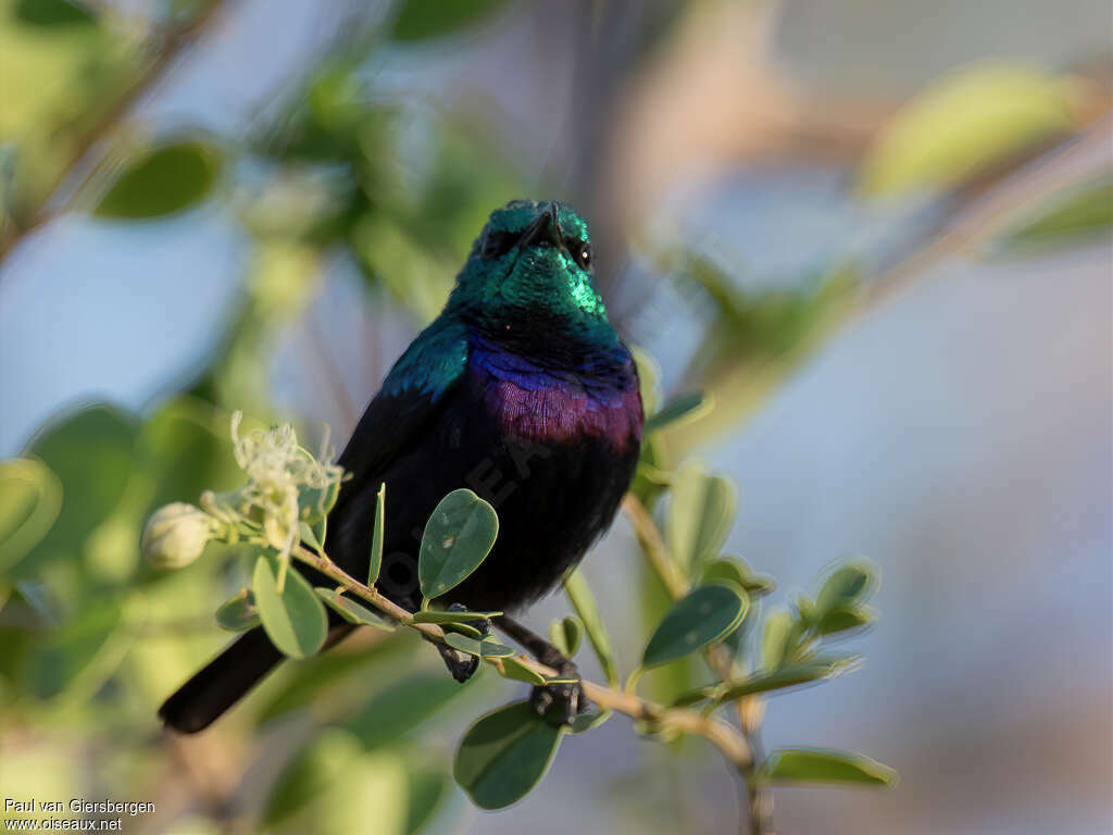 Tsavo Sunbird male adult breeding, close-up portrait