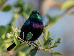 Tsavo Sunbird