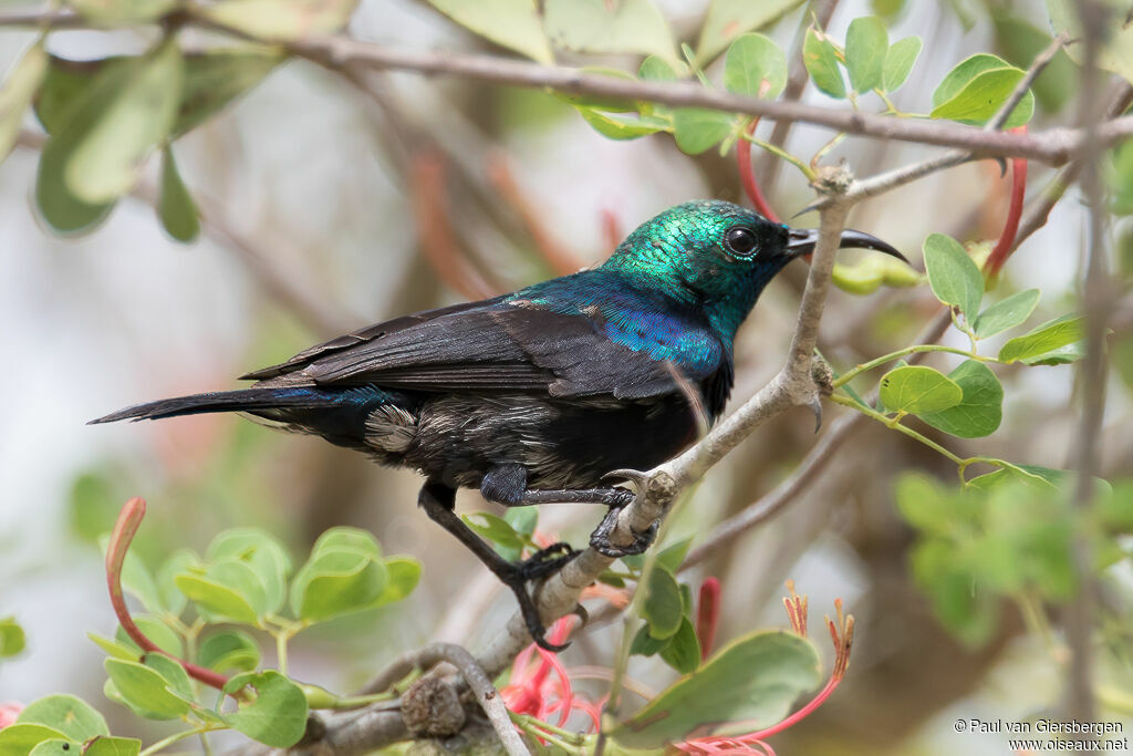 Tsavo Sunbird male adult