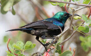 Tsavo Sunbird