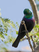 Tsavo Sunbird