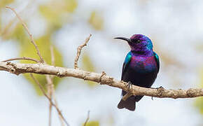 Splendid Sunbird