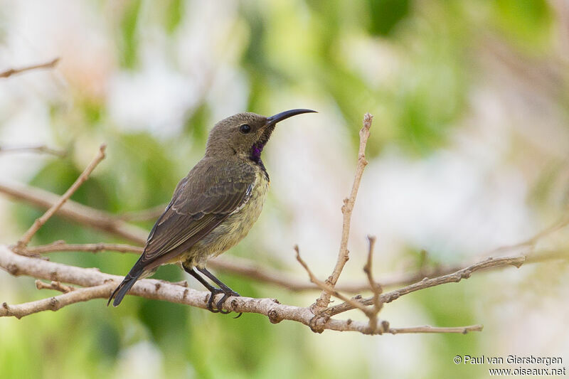 Splendid Sunbird