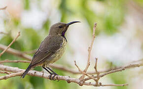 Splendid Sunbird