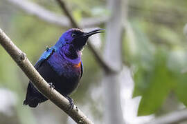 Splendid Sunbird