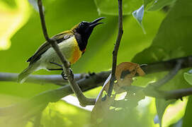 Flaming Sunbird