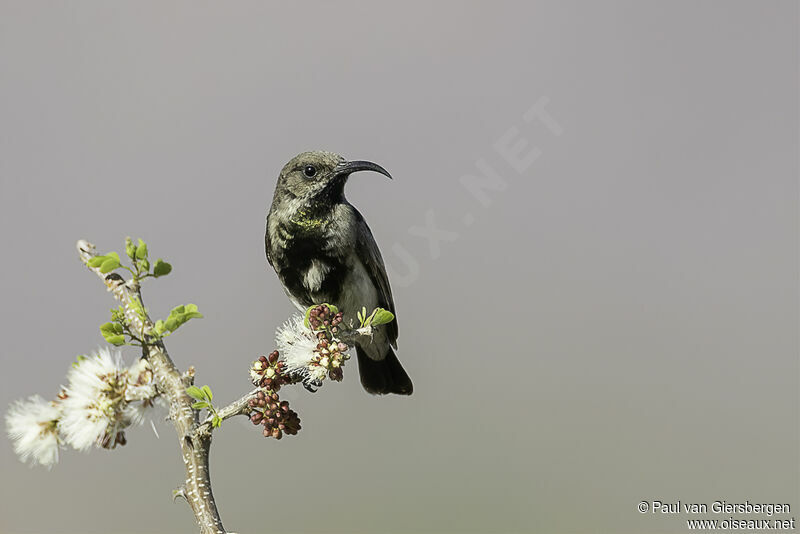 Dusky Sunbird male adult transition