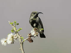 Dusky Sunbird