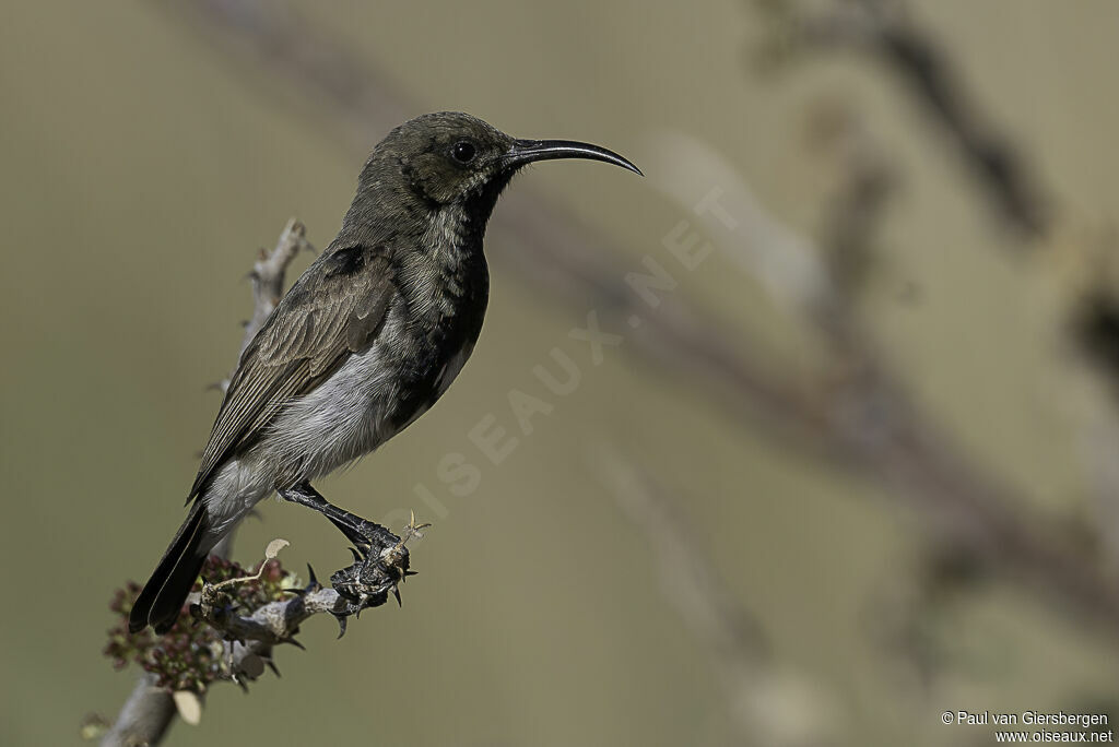 Dusky Sunbird male adult transition