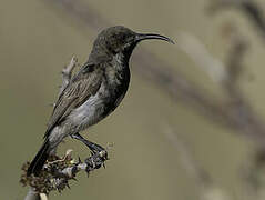 Dusky Sunbird