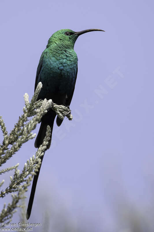 Malachite Sunbird male adult, close-up portrait