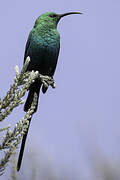 Malachite Sunbird