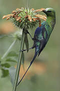 Malachite Sunbird