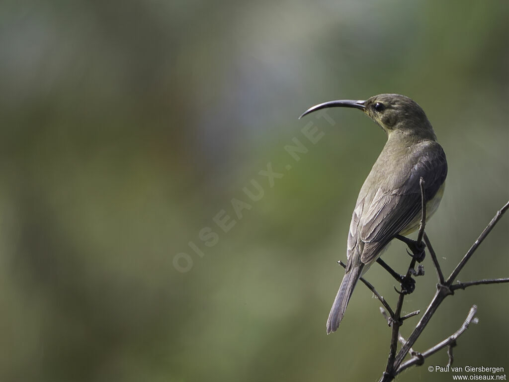 Malachite Sunbird female adult