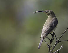 Malachite Sunbird