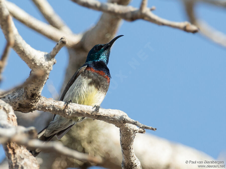 Souimanga Sunbird male adult