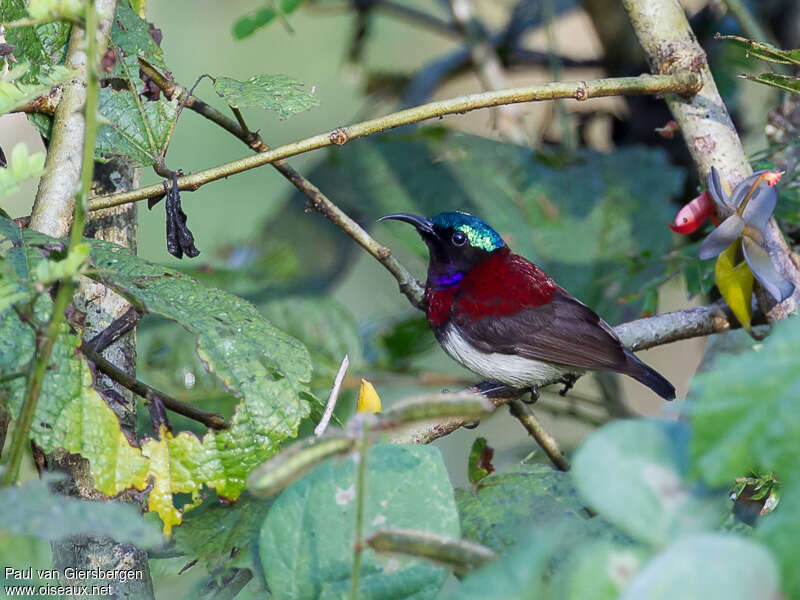Crimson-backed Sunbird male adult, identification