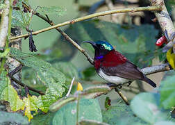 Crimson-backed Sunbird