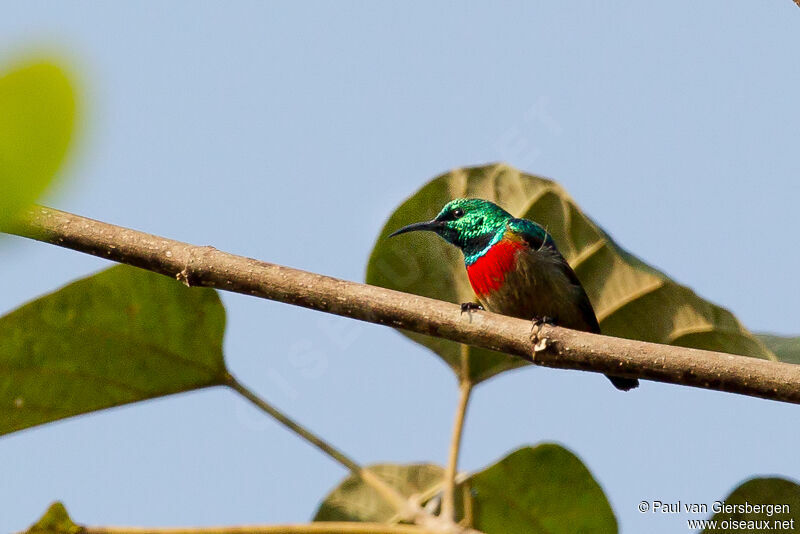 Tiny Sunbird