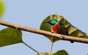 Tiny Sunbird