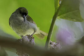 Plain Sunbird