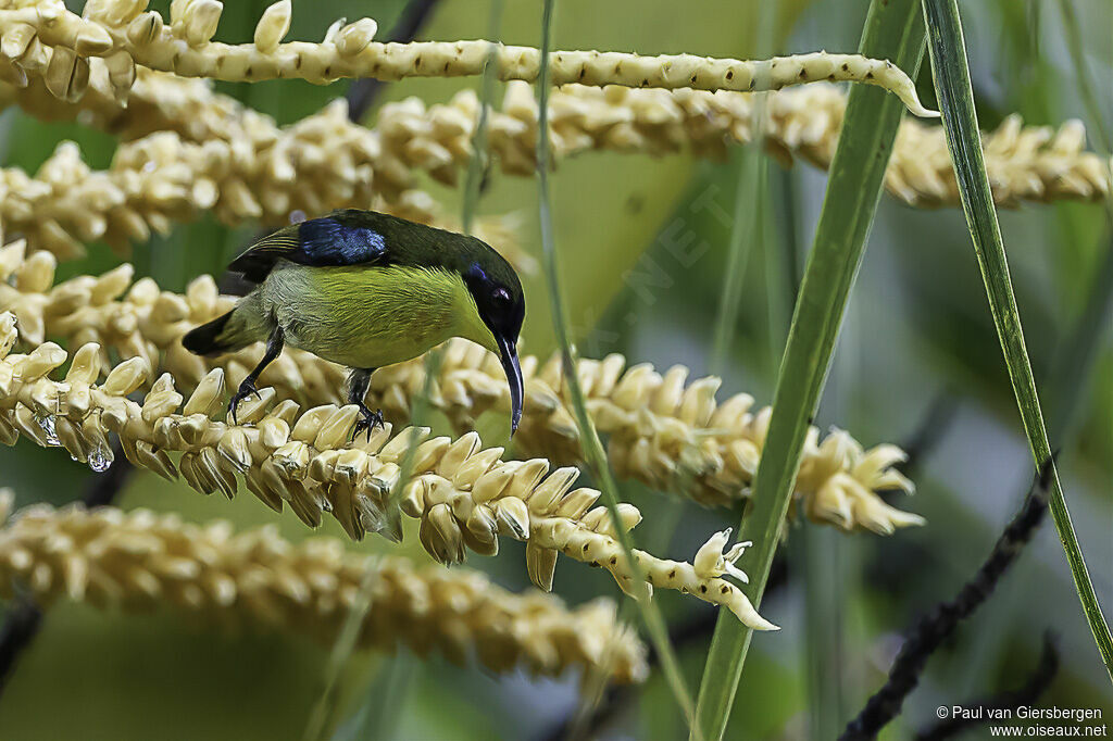 Metallic-winged Sunbird male adult