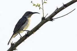 Grey Sunbird