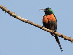 Black-bellied Sunbird