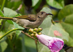 Olive Sunbird