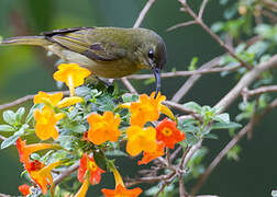 Olive Sunbird