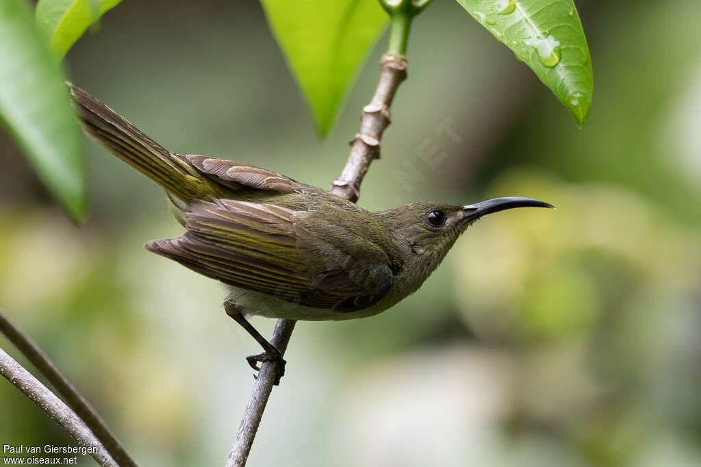 Souimanga olivâtreadulte, identification