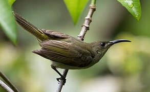 Olive Sunbird