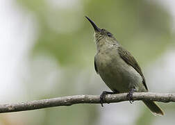 Olive Sunbird