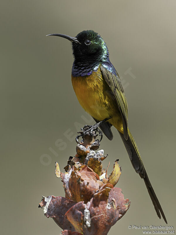 Orange-breasted Sunbird male adult