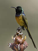 Orange-breasted Sunbird