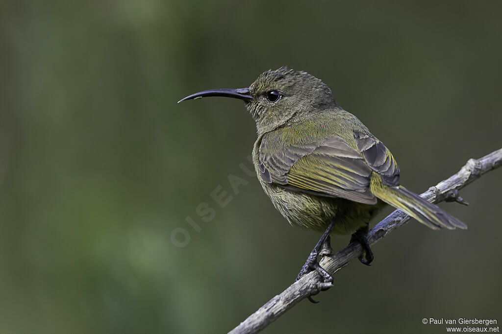 Orange-breasted Sunbird female adult