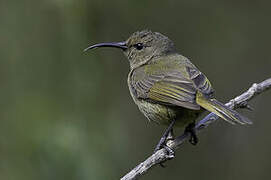 Orange-breasted Sunbird