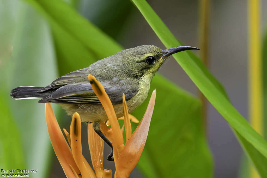 Ornate Sunbirdjuvenile