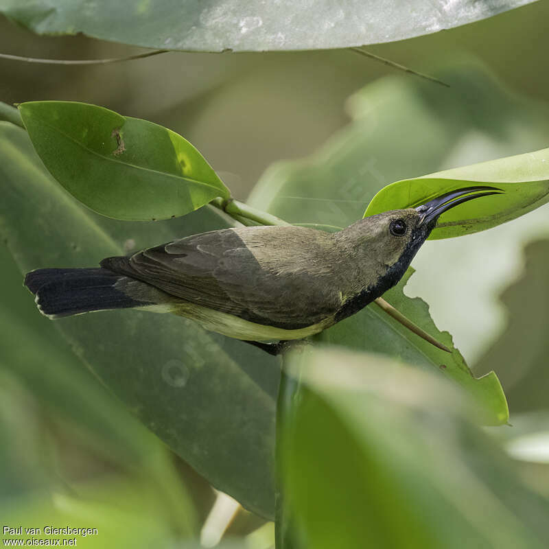 Souimanga orné mâle adulte, identification