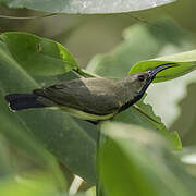 Ornate Sunbird