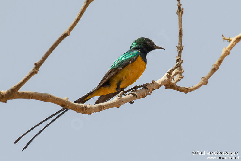 Pygmy Sunbird