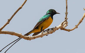 Pygmy Sunbird