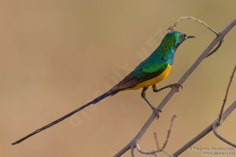 Pygmy Sunbird