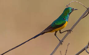 Pygmy Sunbird