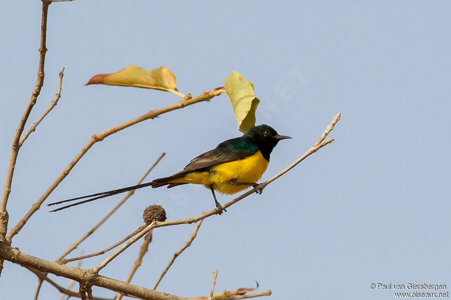 Pygmy Sunbird male adult