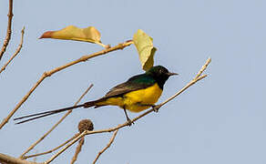 Pygmy Sunbird