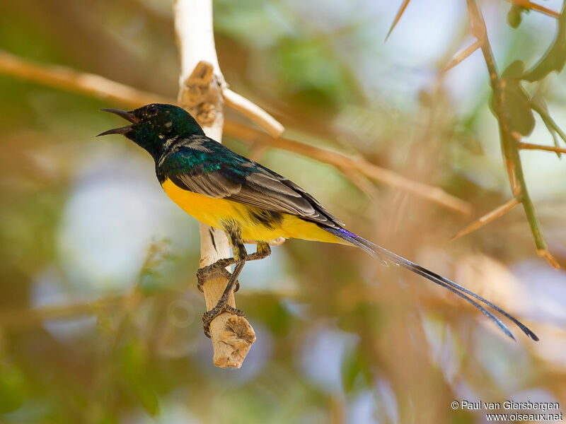 Pygmy Sunbird