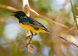 Pygmy Sunbird