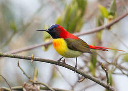 Fire-tailed Sunbird