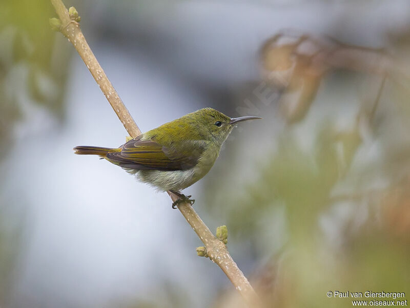 Fire-tailed Sunbird